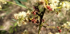 Acacia falcata