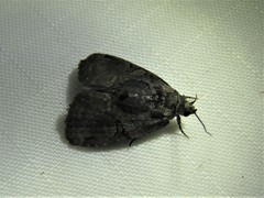 Pseudeustrotia indeterminata