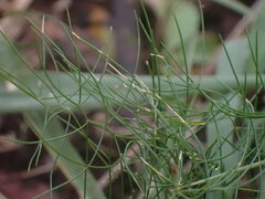 Asparagus divaricatus