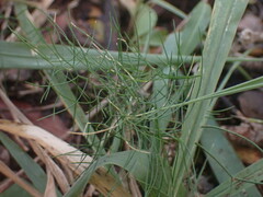 Asparagus divaricatus