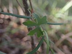 Kedrostis nana
