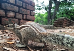 Funambulus pennantii