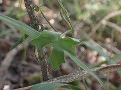 Kedrostis nana