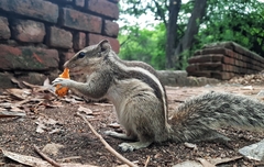 Funambulus pennantii