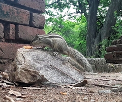 Funambulus pennantii