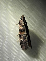 Dioryctria pygmaeella