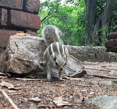 Funambulus pennantii
