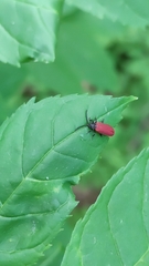 Pyropterus nigroruber