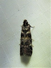 Dioryctria pygmaeella