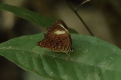 Taxila haquinus