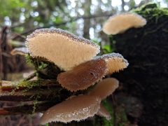 Pseudohydnum orbiculare