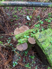 Pseudohydnum orbiculare