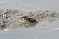 Macrophthalmus definitus