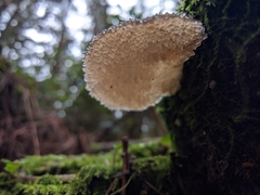 Pseudohydnum orbiculare