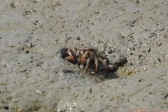 Macrophthalmus definitus