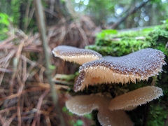 Pseudohydnum orbiculare