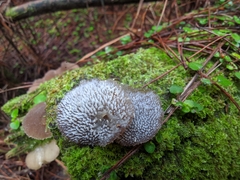Pseudohydnum orbiculare