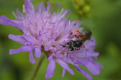 Andrena hattorfiana