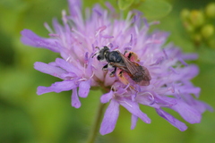 Andrena hattorfiana