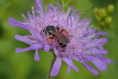 Andrena hattorfiana