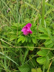 Rosa rugosa