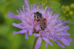 Andrena hattorfiana