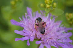 Andrena hattorfiana