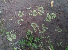 Riccia crystallina