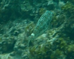 Siganus spinus