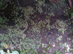 Riccia crystallina