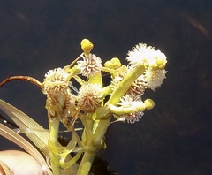 Sparganium fluctuans