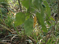 Croton rivularis
