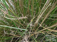 Cyperus malaccensis monophyllus