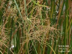 Cyperus malaccensis monophyllus