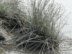 Cyperus malaccensis monophyllus