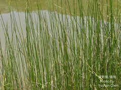Cyperus malaccensis monophyllus