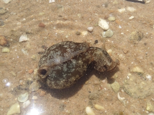 Aplysia depilans