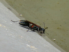 Chalybion femoratum