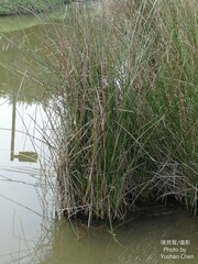 Cyperus malaccensis monophyllus