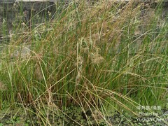 Cyperus malaccensis monophyllus