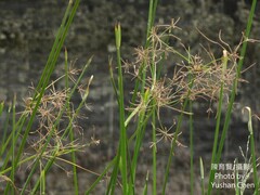 Cyperus malaccensis monophyllus