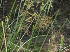 Cyperus malaccensis monophyllus