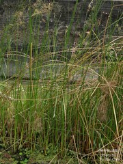 Cyperus malaccensis monophyllus