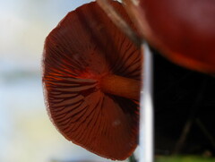 Cortinarius persplendidus