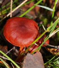Cortinarius persplendidus