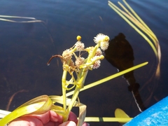 Sparganium fluctuans