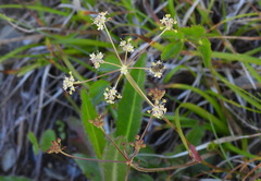 Pimpinella niitakayamensis