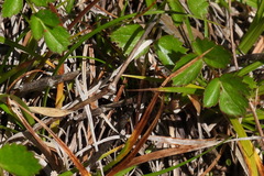 Pimpinella niitakayamensis