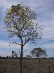Tabebuia aurea