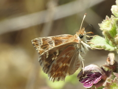 Muschampia baeticus